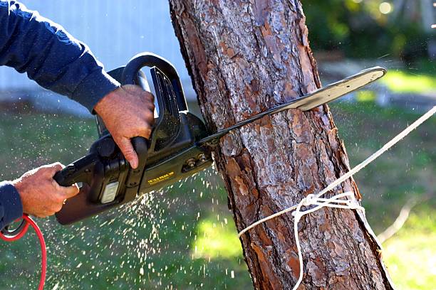 Best Leaf Removal  in Breckenridge Hills, MO