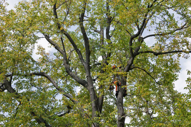 Best Seasonal Cleanup (Spring/Fall)  in Breckenridge Hills, MO