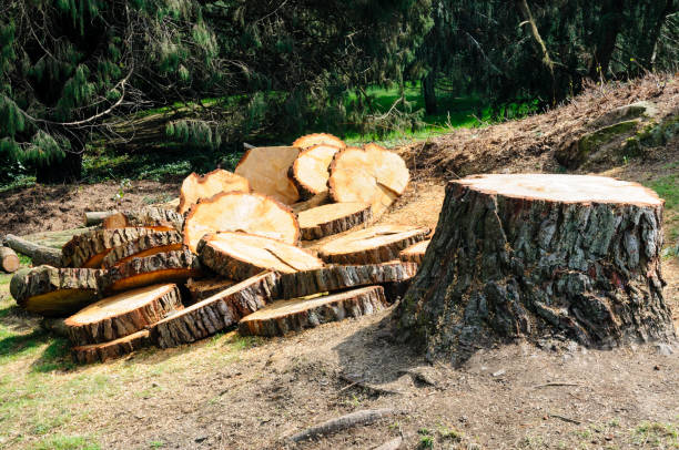 Best Emergency Tree Removal  in Breckenridge Hills, MO